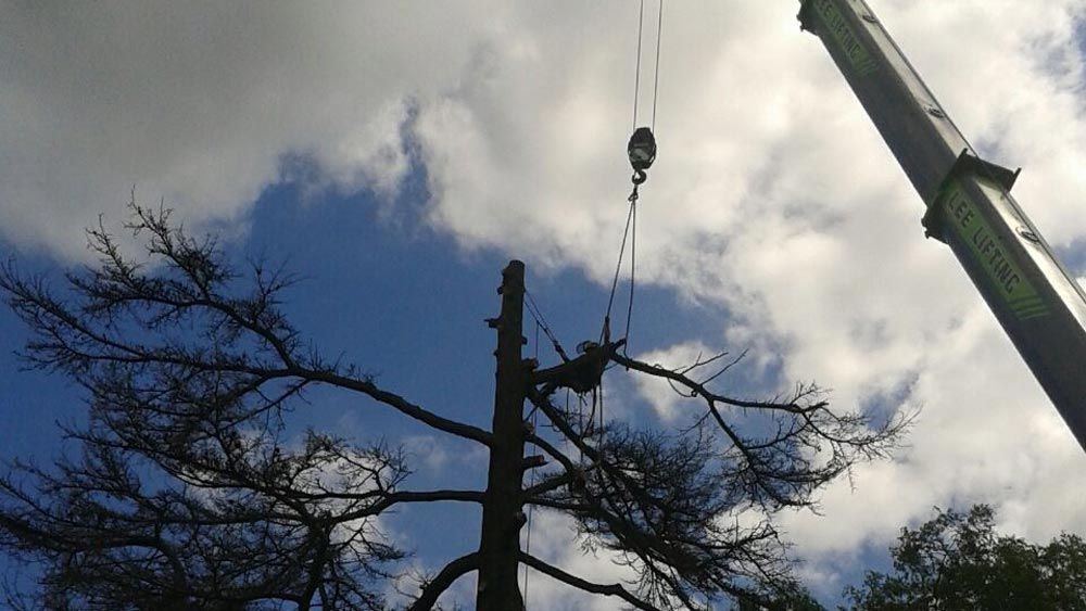 Tree Surgeons | Staines, Middlesex Barkland Tree Specialists