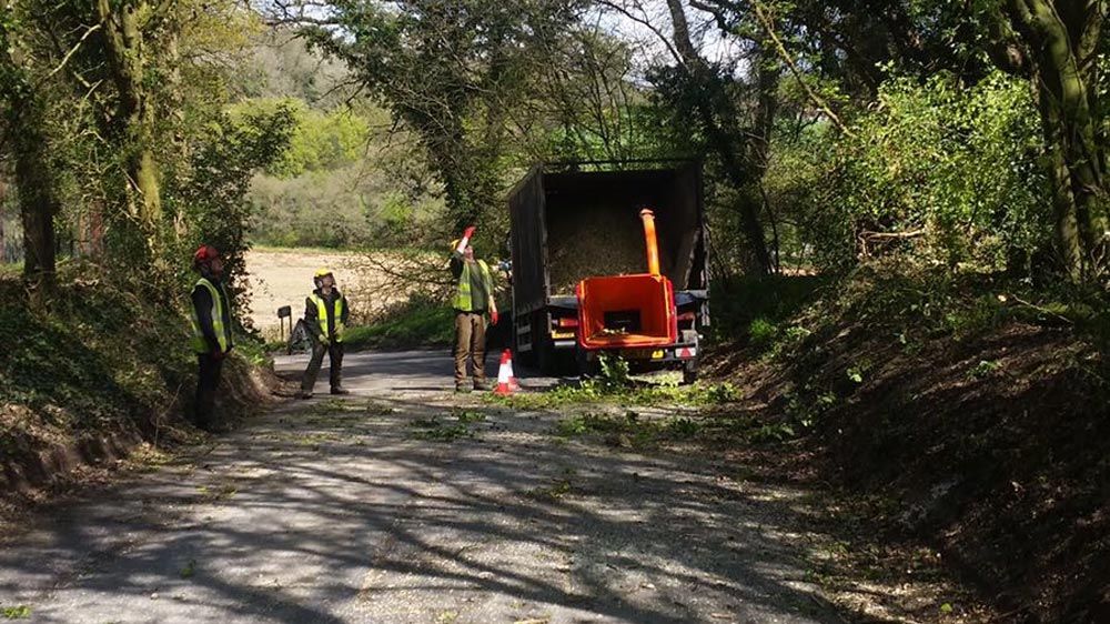 Tree Surgeons | Staines, Middlesex Barkland Tree Specialists 