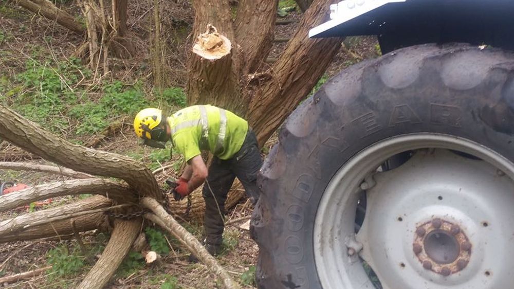 Tree Surgeons | Staines, Middlesex Barkland Tree Specialists 